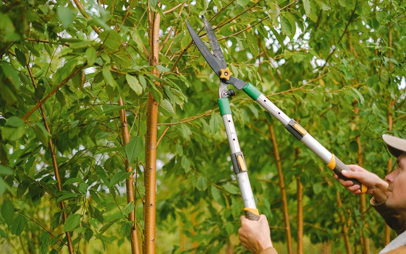 Tree trimming in Gratis, OH